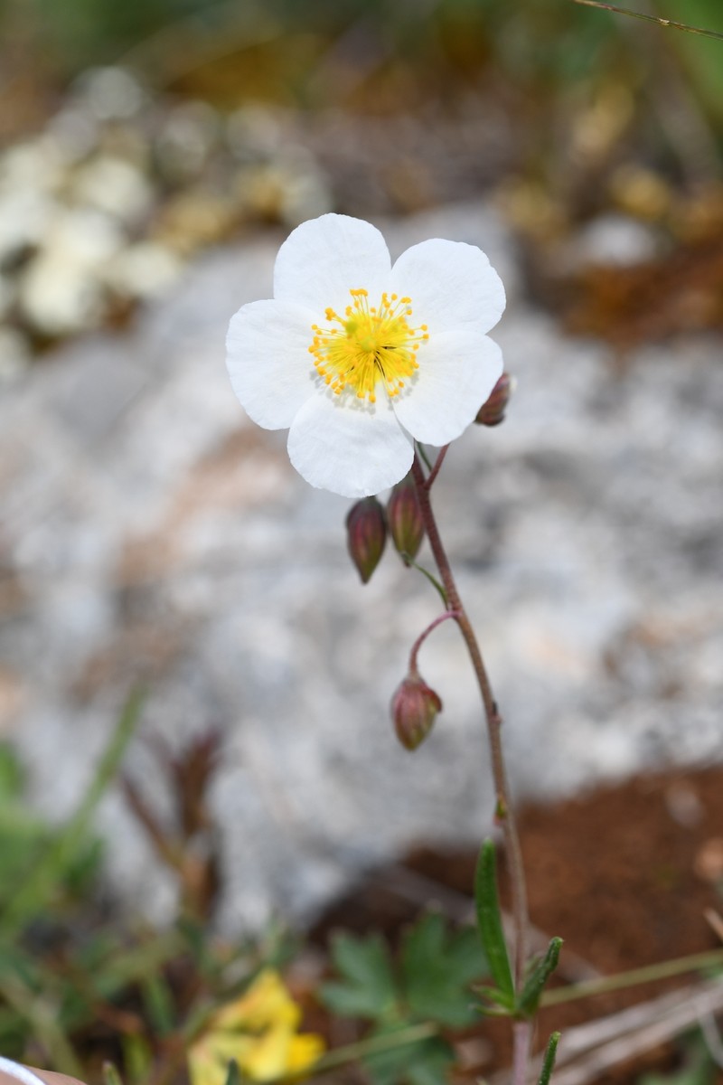 Helianthemum apenninum subsp. apenninum photo 3