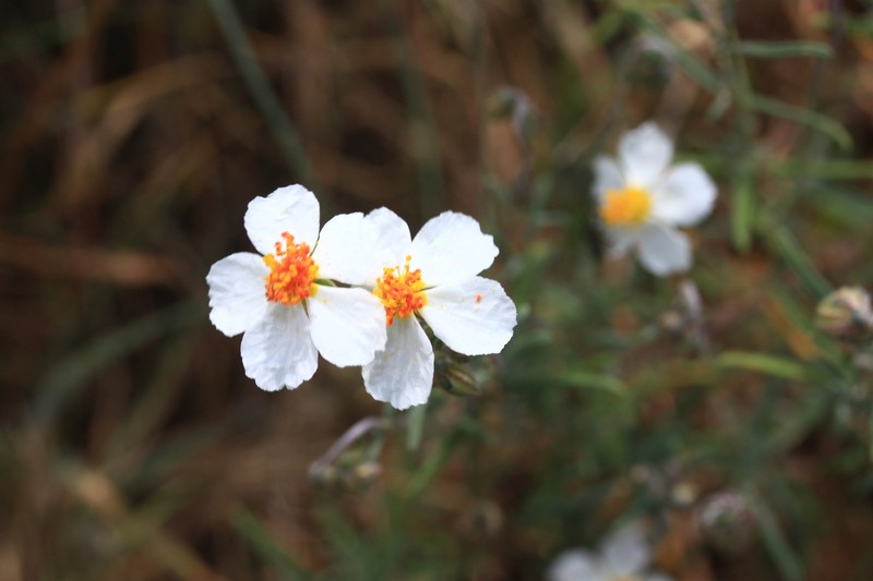 Helianthemum apenninum subsp. apenninum photo 4