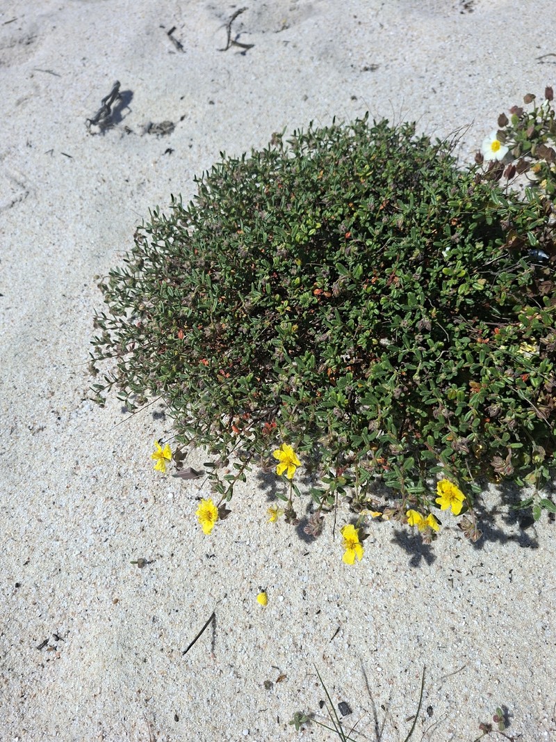 Helianthemum apenninum subsp. stoechadifolium photo 2