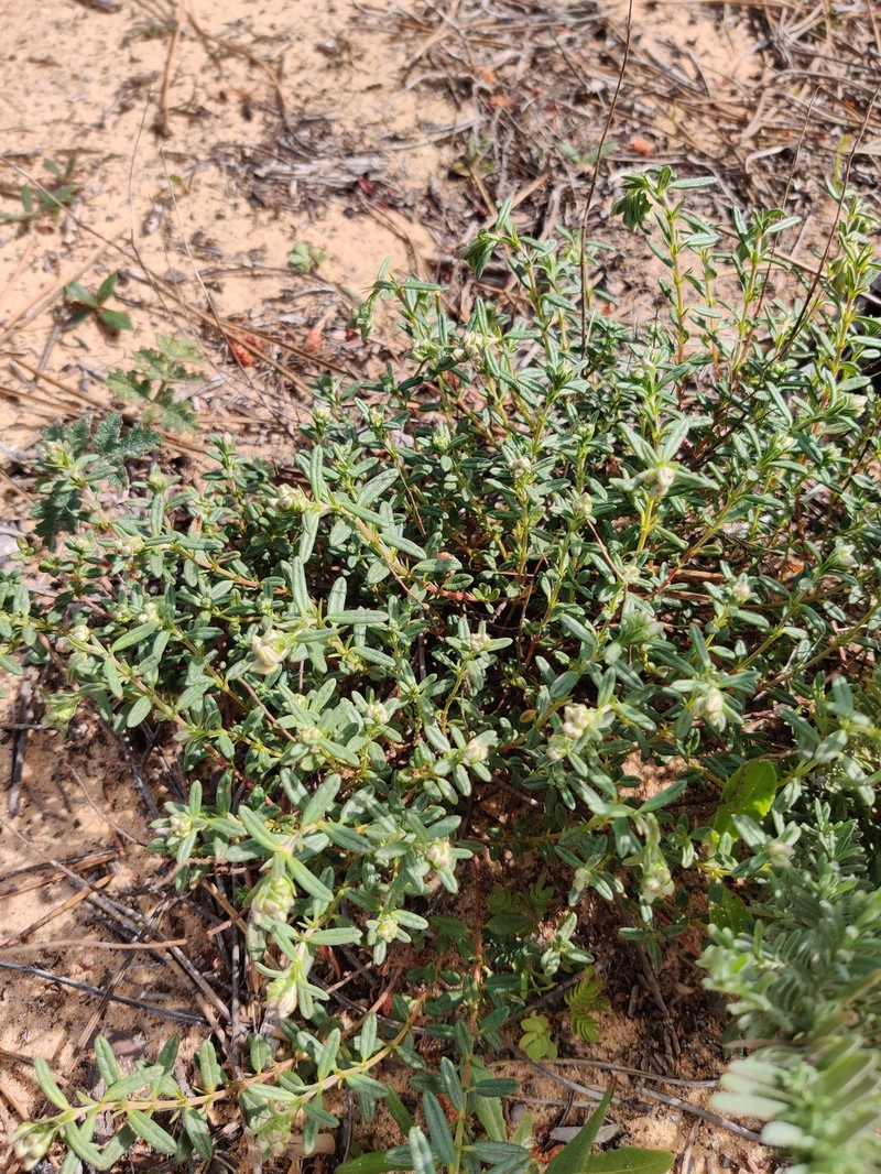 Helianthemum apenninum subsp. stoechadifolium photo 3