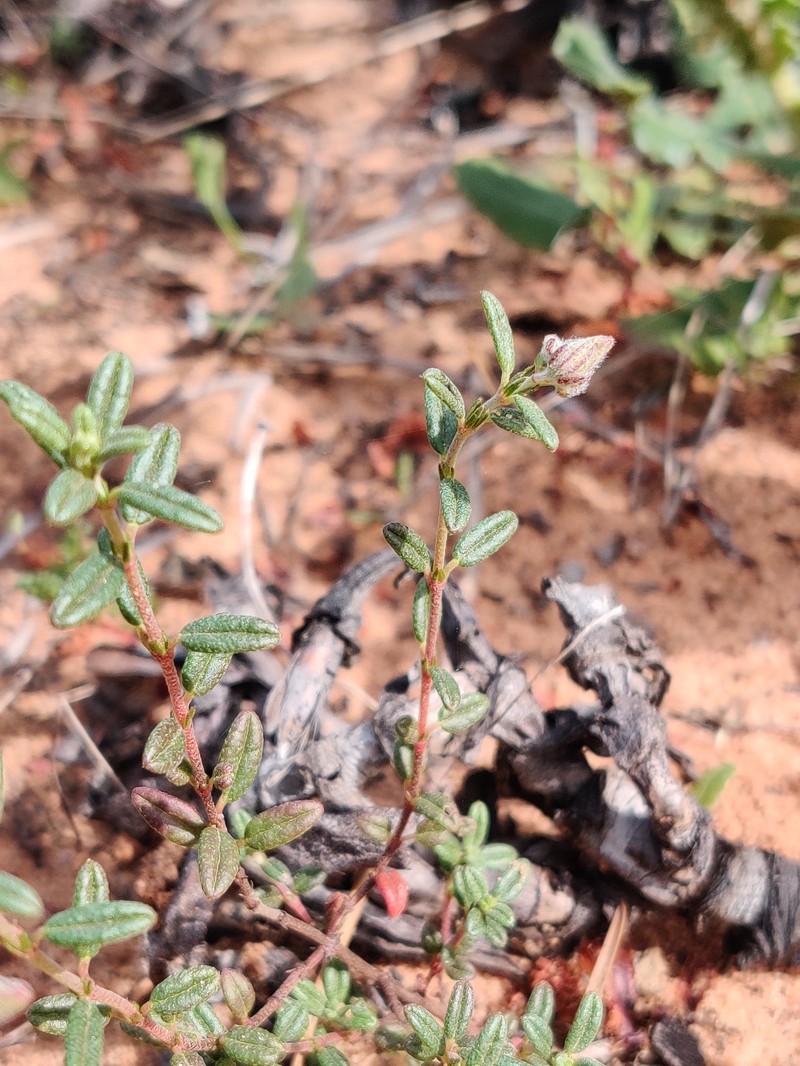 Helianthemum apenninum subsp. stoechadifolium photo 4