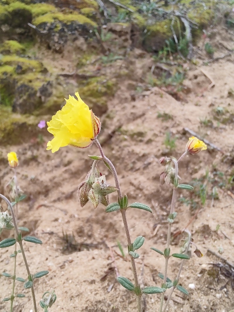 Helianthemum apenninum subsp. stoechadifolium photo 5