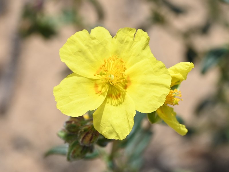 Helianthemum apenninum subsp. stoechadifolium