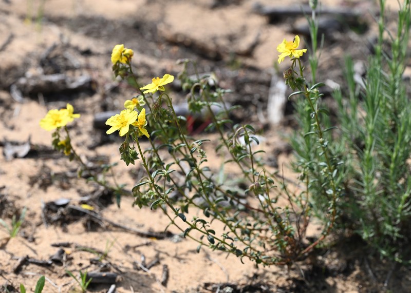 Helianthemum apenninum subsp. stoechadifolium photo 6