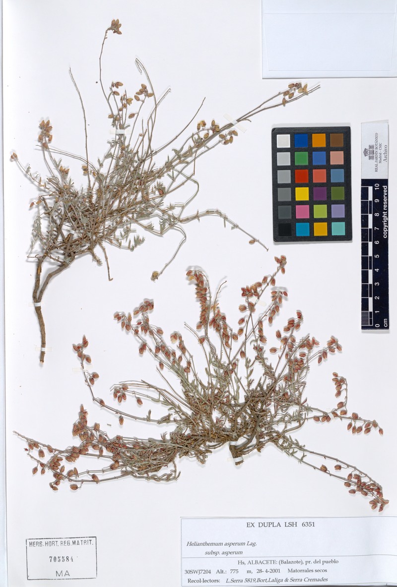 Helianthemum asperum subsp. asperum