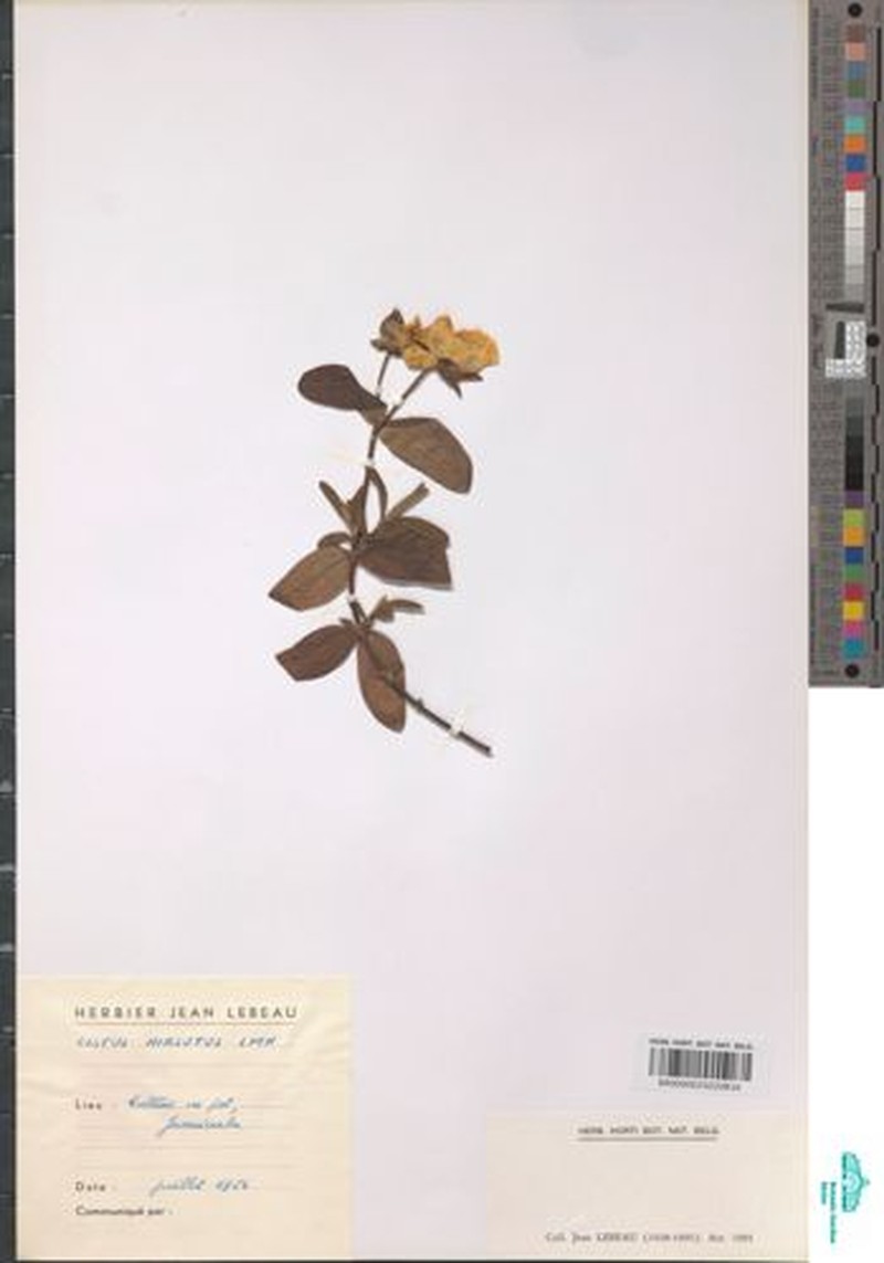 Helianthemum asperum subsp. asperum photo 2