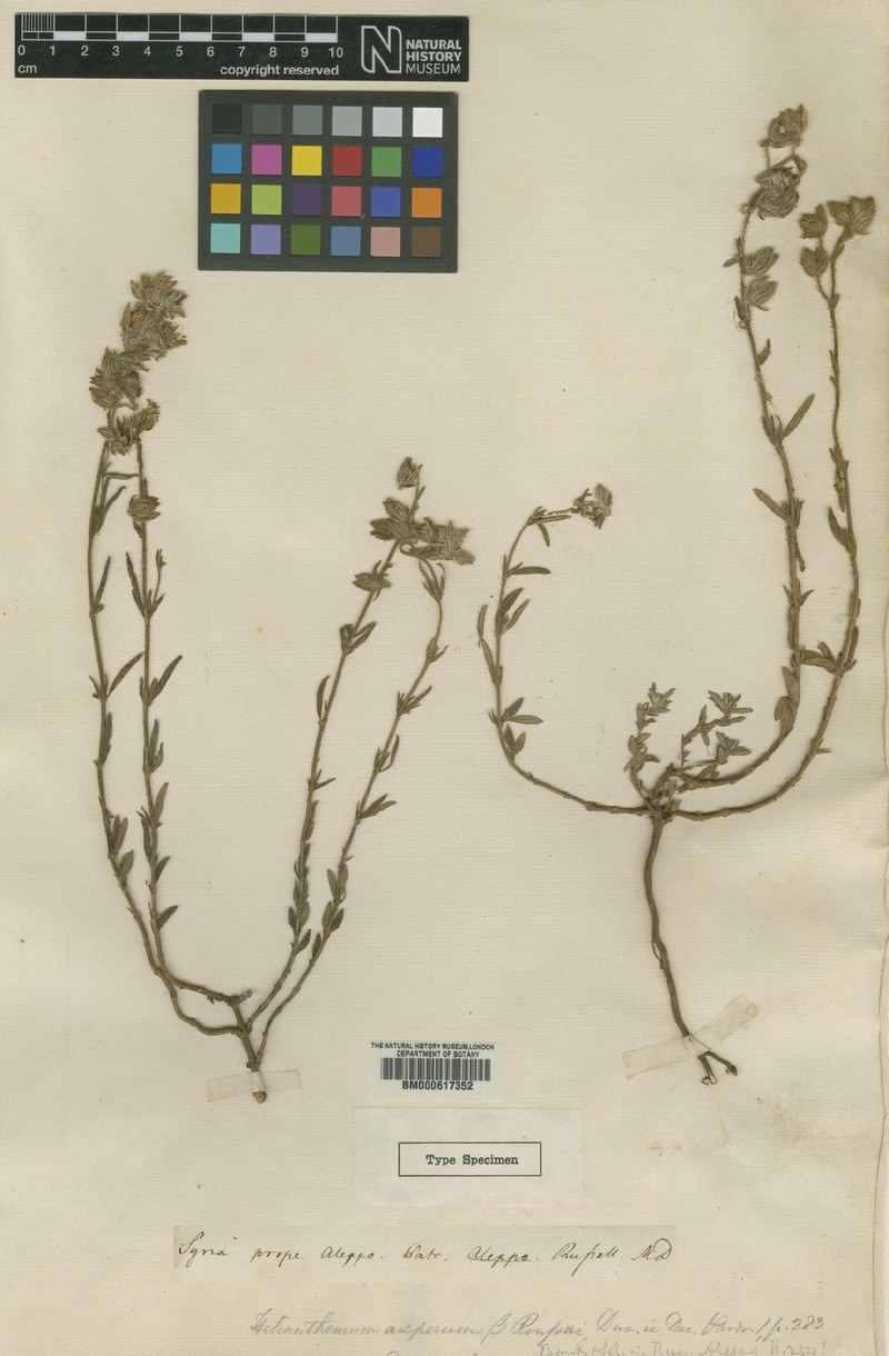 Helianthemum asperum subsp. asperum photo 3
