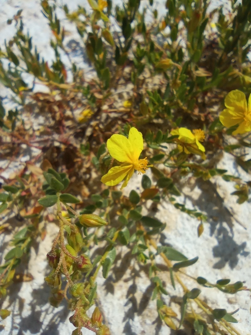 Helianthemum bilyanense