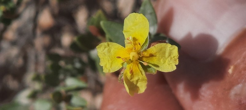 Helianthemum bilyanense photo 4