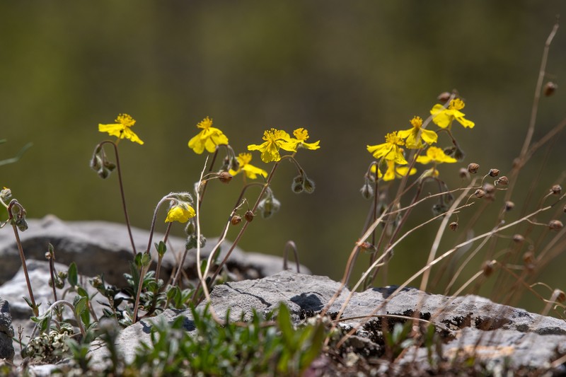 Helianthemum canum subsp. canum