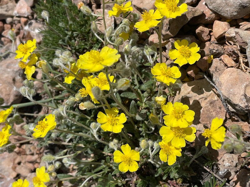 Helianthemum canum subsp. canum photo 2
