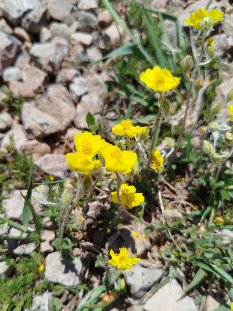 Helianthemum canum subsp. canum photo 3