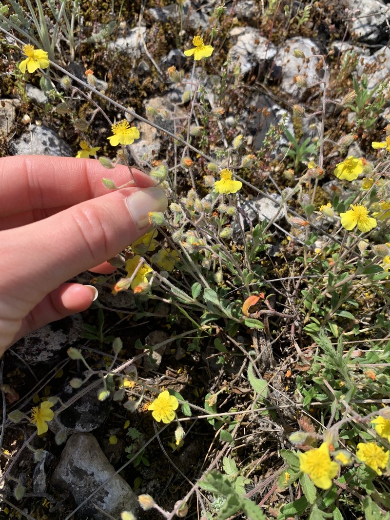 Helianthemum canum subsp. canum photo 4