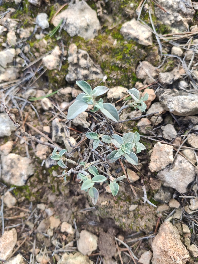 Helianthemum cinereum subsp. cinereum