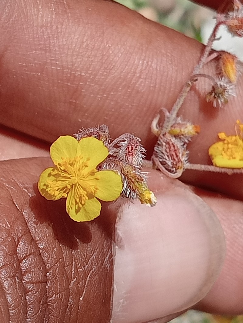 Helianthemum cinereum subsp. cinereum photo 2