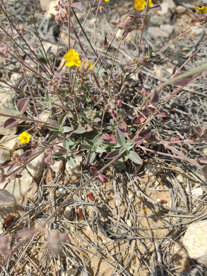 Helianthemum cinereum subsp. cinereum photo 3