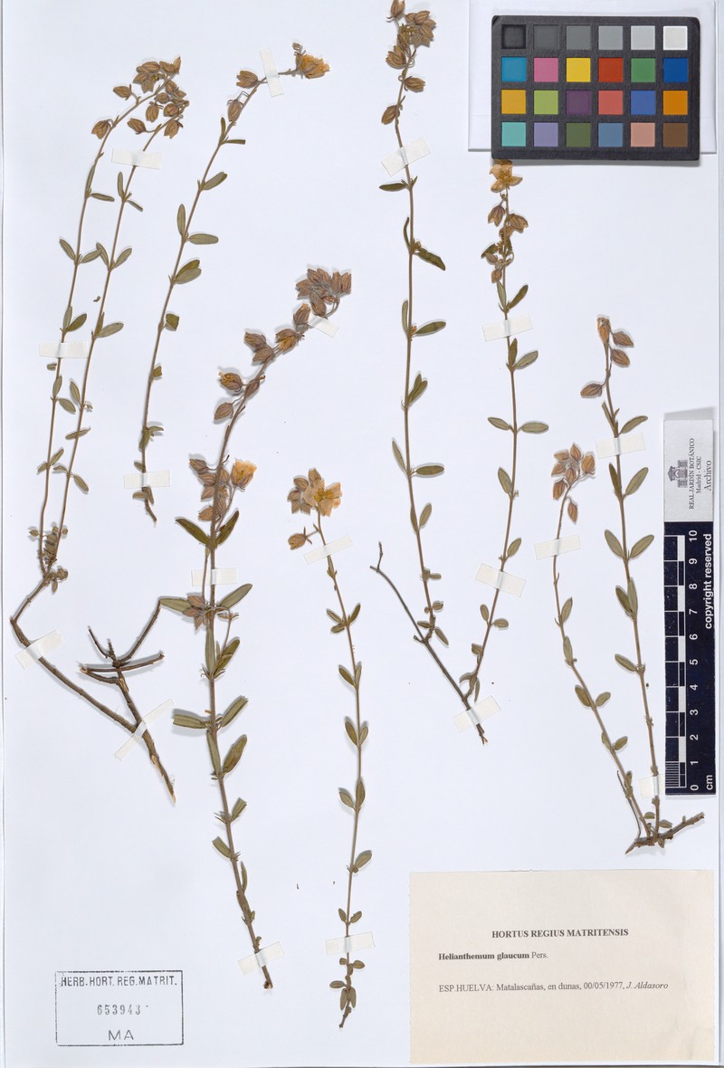 Helianthemum croceum subsp. croceum