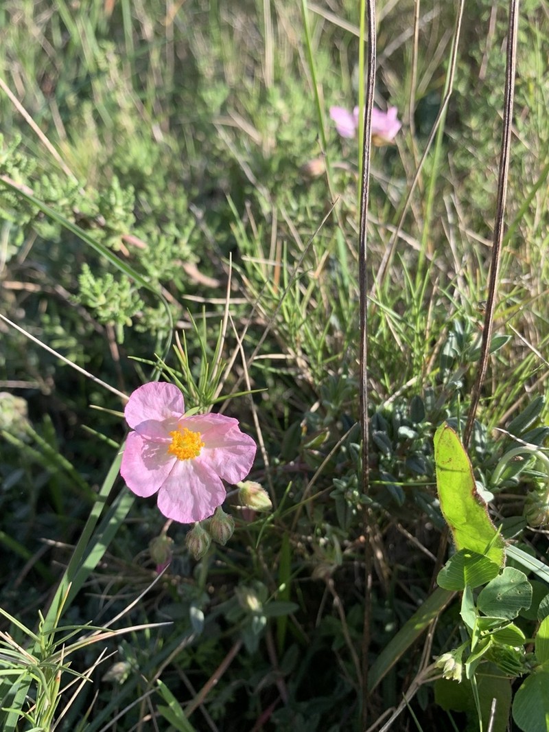 Helianthemum dianicum