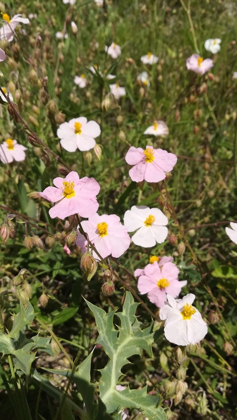 Helianthemum dianicum photo 2