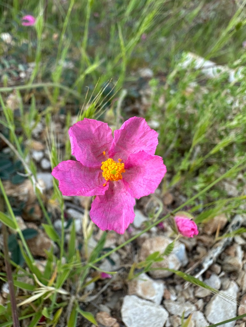 Helianthemum dianicum photo 3