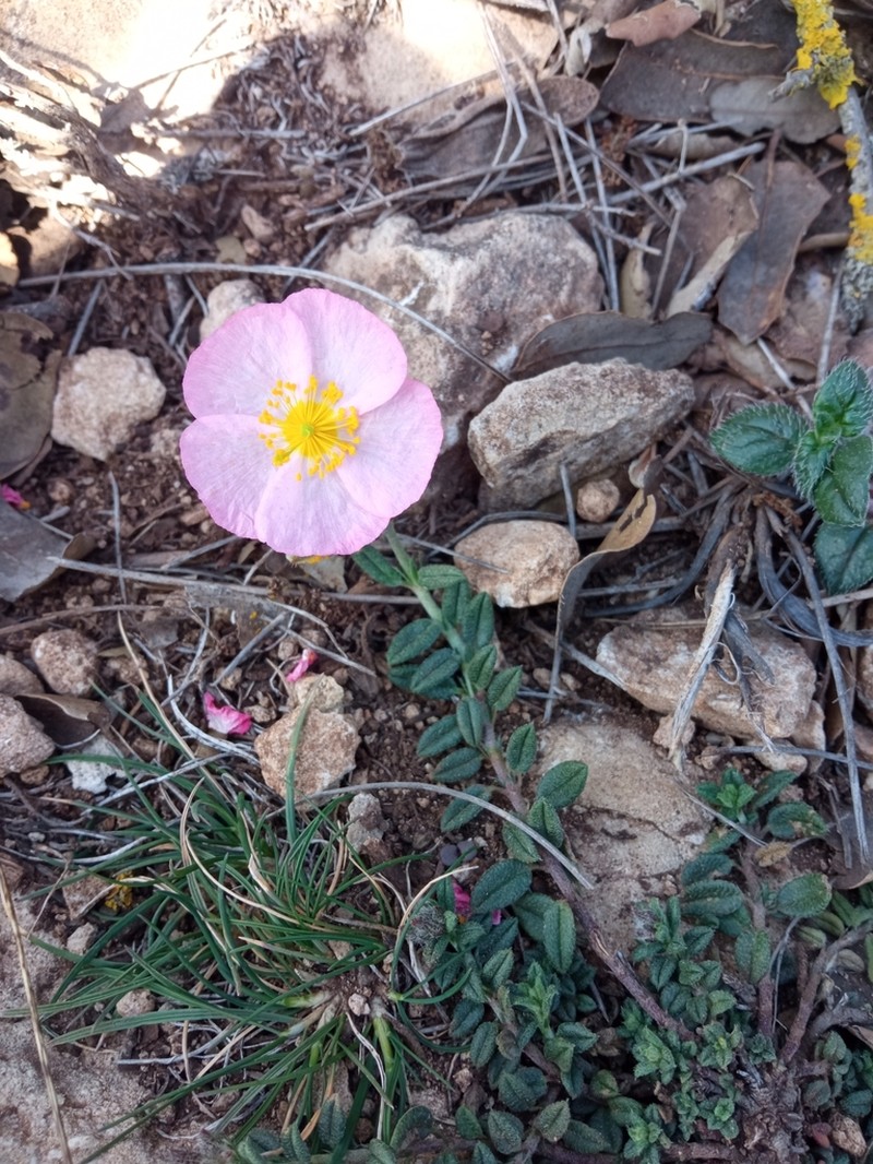 Helianthemum dianicum photo 4