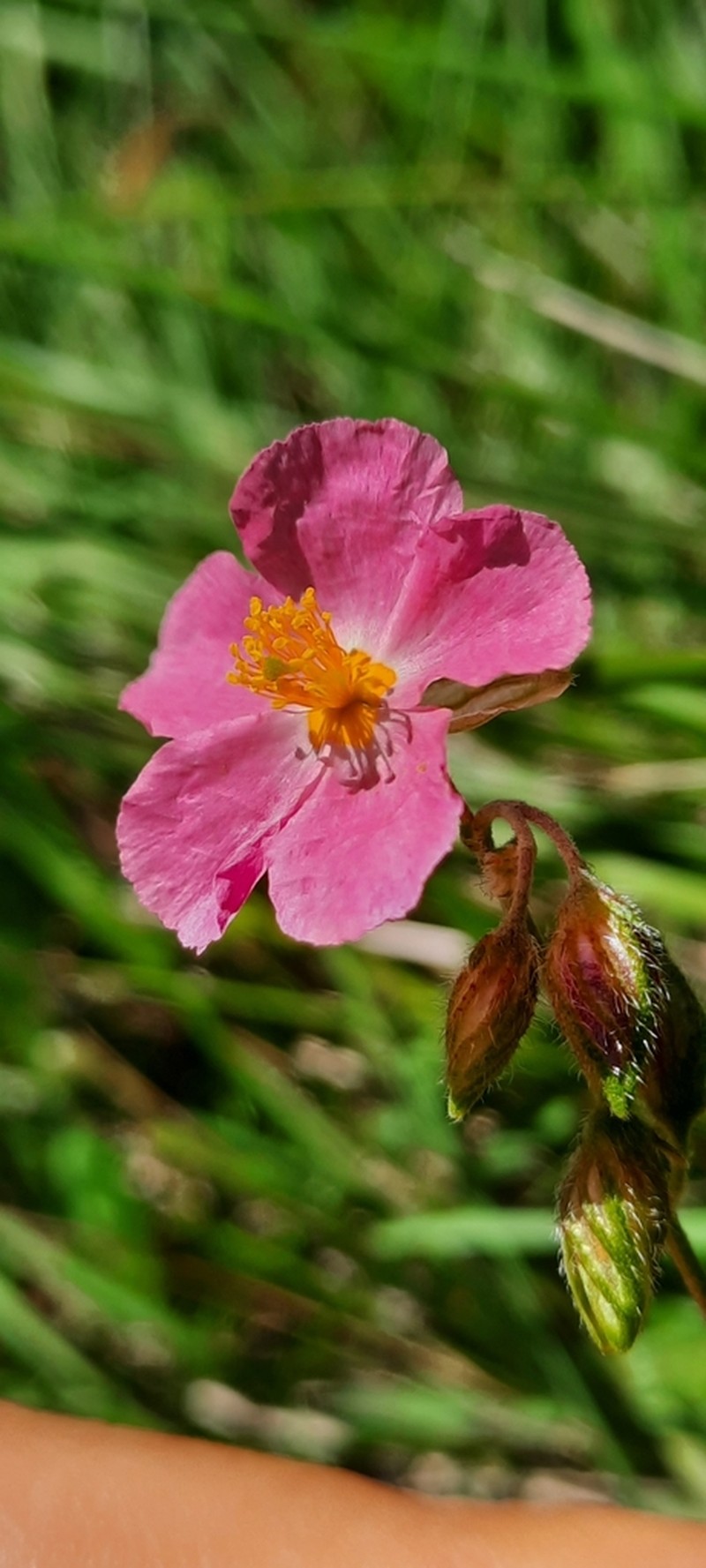 Helianthemum dianicum photo 5