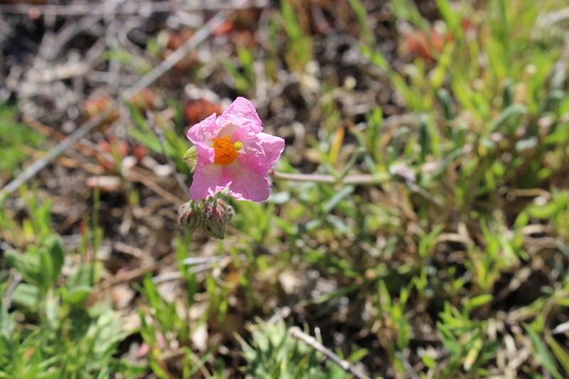 Helianthemum dianicum photo 7