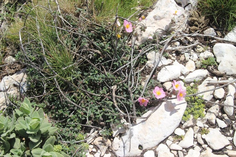 Helianthemum dianicum photo 8