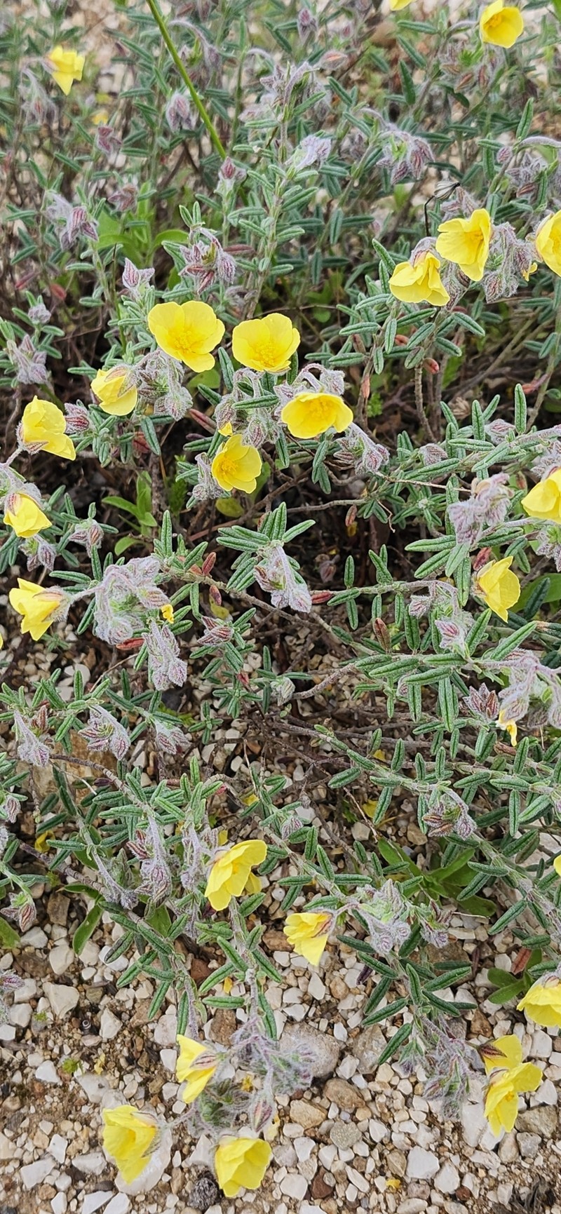 Helianthemum hirtum subsp. hirtum
