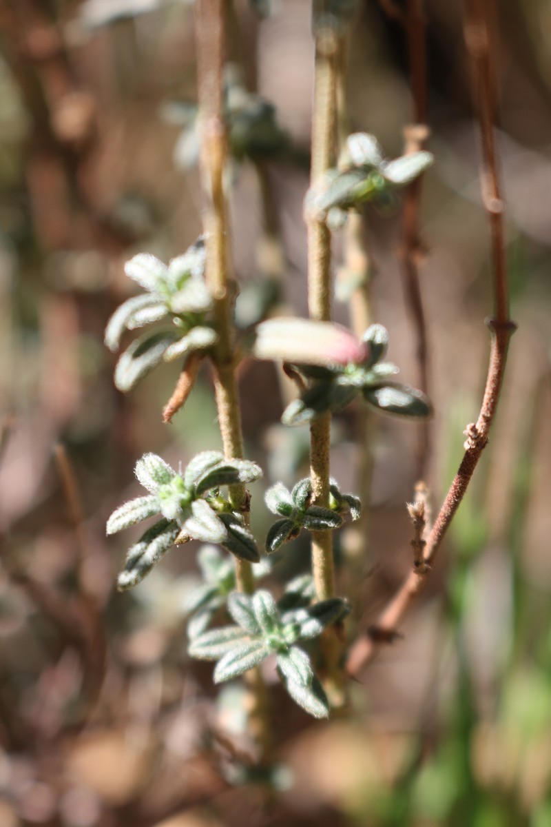 Helianthemum hirtum subsp. hirtum photo 2