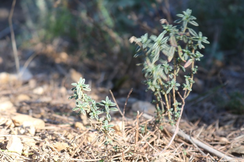 Helianthemum hirtum subsp. hirtum photo 3