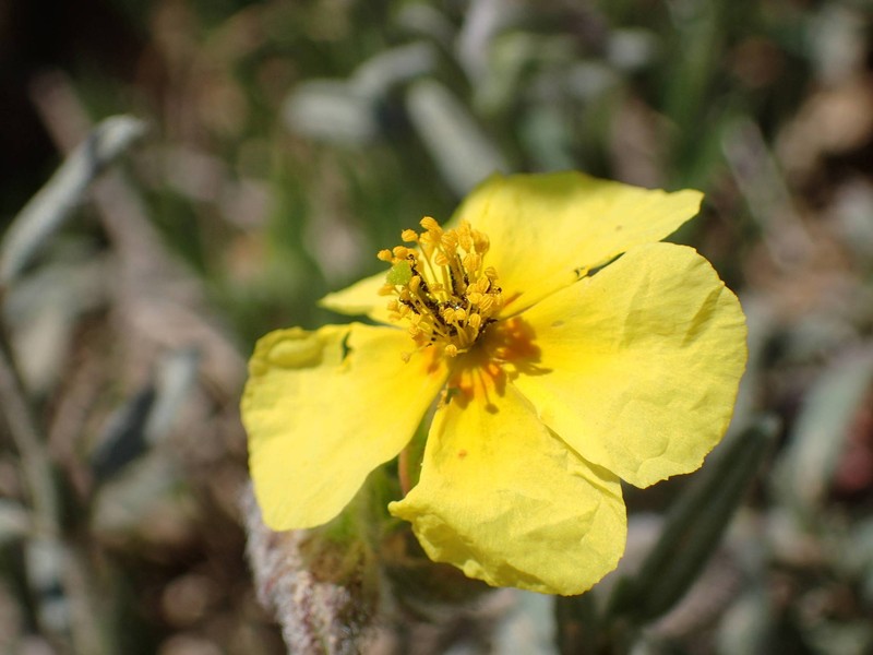 Helianthemum hirtum subsp. hirtum photo 4