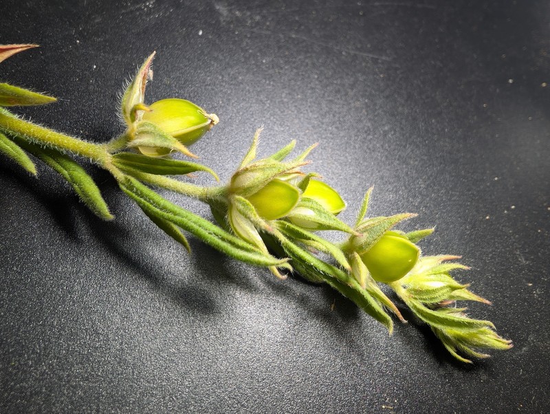 Helianthemum ledifolium subsp. ledifolium