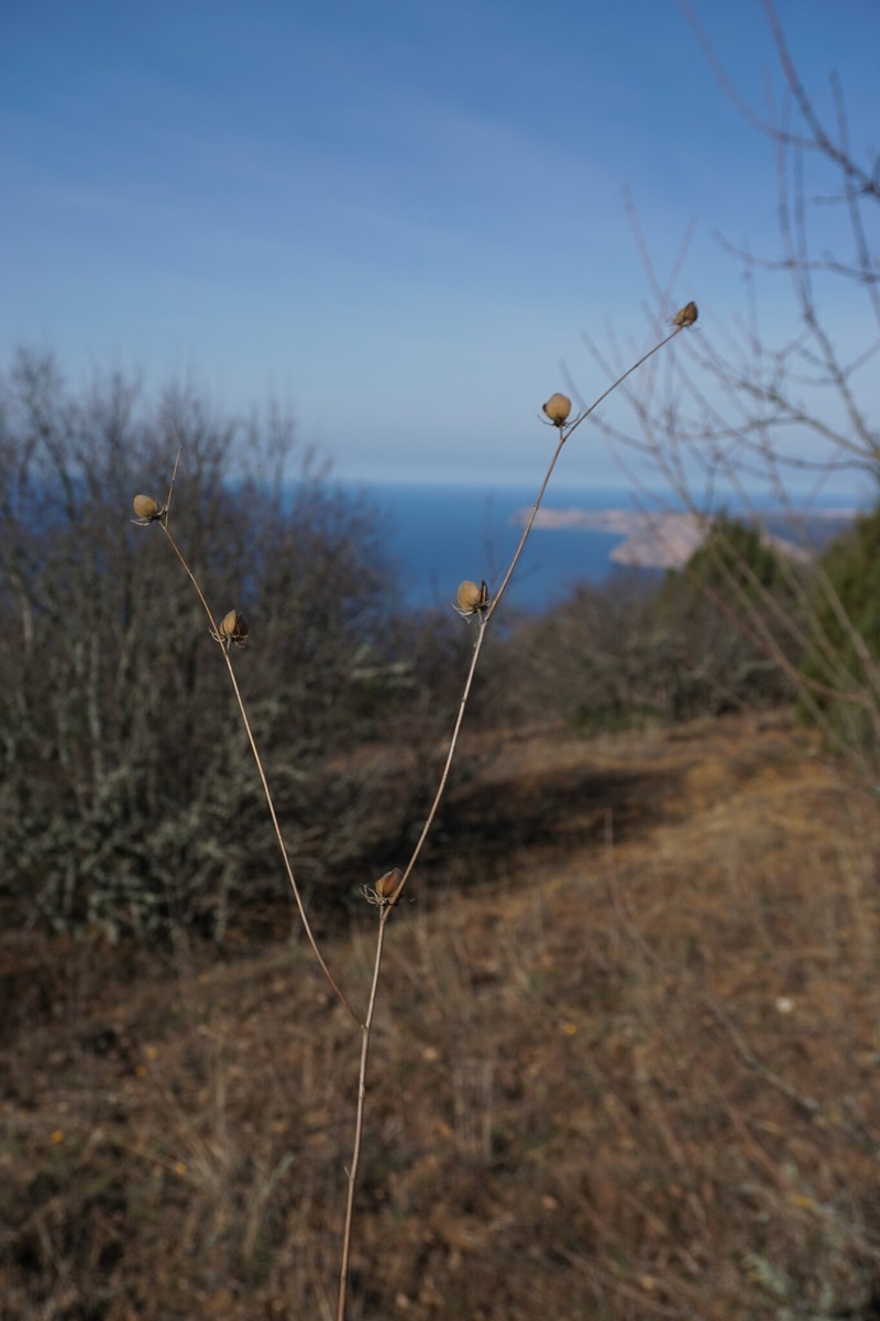 Helianthemum ledifolium subsp. ledifolium photo 3