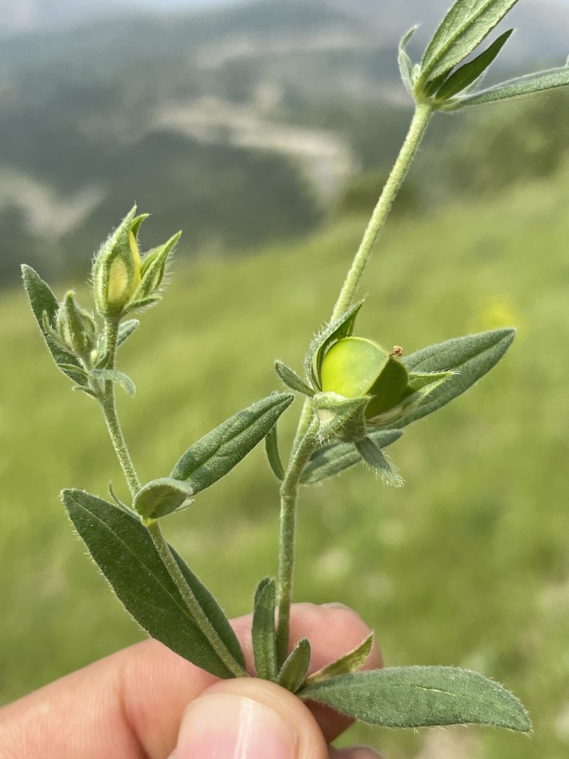 Helianthemum ledifolium subsp. ledifolium photo 4