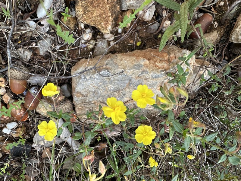 Helianthemum marifolium subsp. marifolium