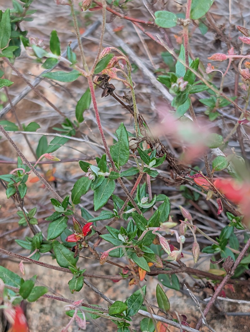 Helianthemum marifolium subsp. marifolium photo 2