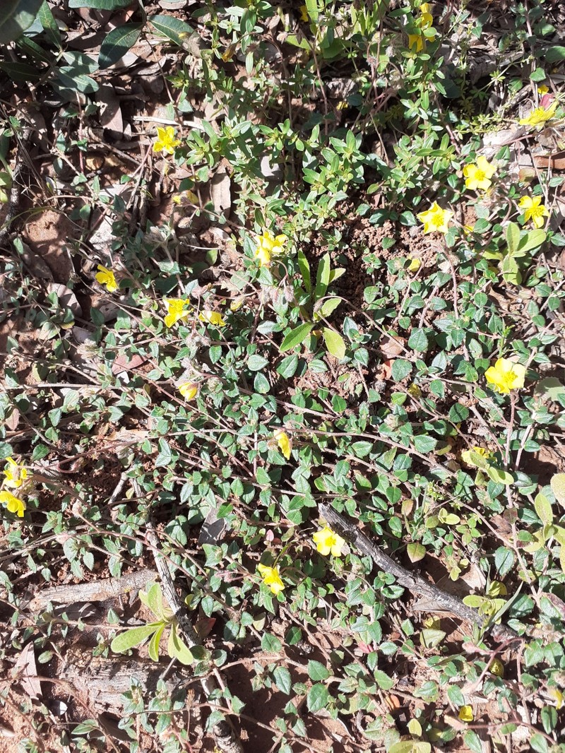Helianthemum marifolium subsp. marifolium photo 3