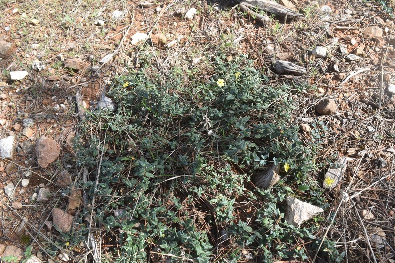 Helianthemum marifolium subsp. marifolium photo 4