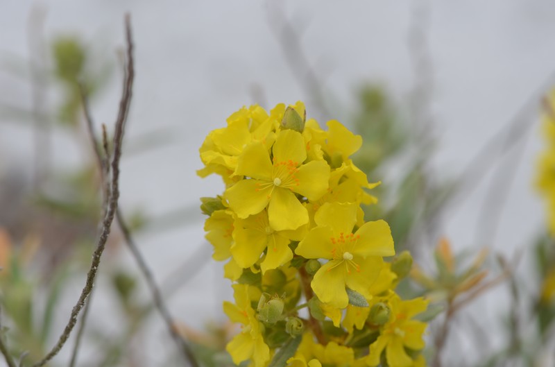 Florida Scrub Frostweed