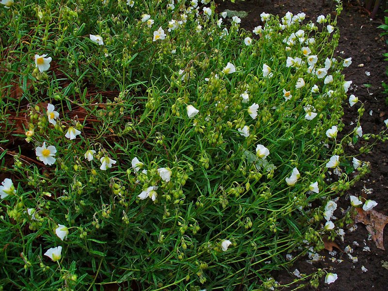 Helianthemum nummularium