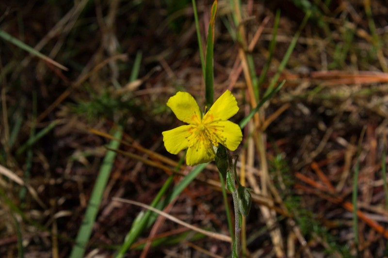 Helianthemum nummularium subsp. tinetense