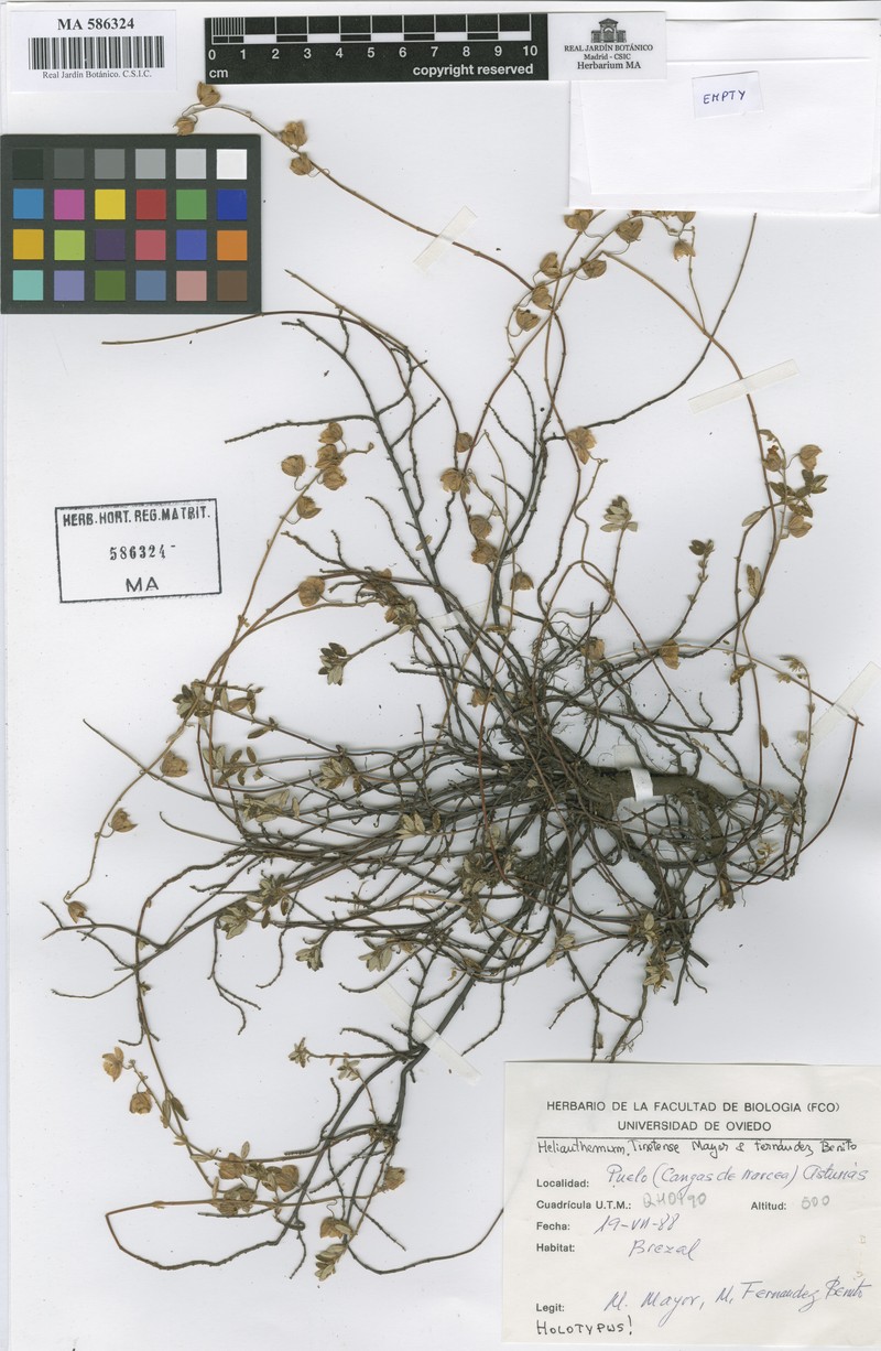 Helianthemum nummularium subsp. tinetense photo 2