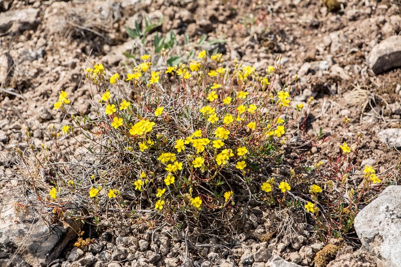 Helianthemum oelandicum subsp. oelandicum
