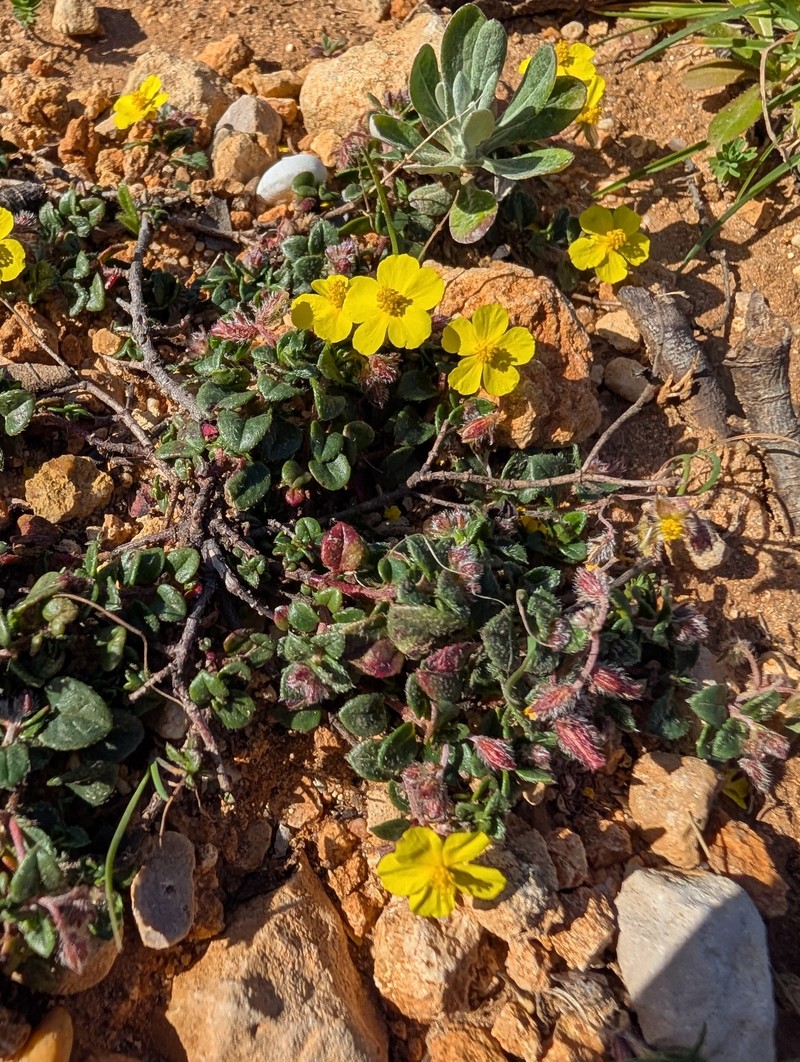 Helianthemum origanifolium subsp. origanifolium