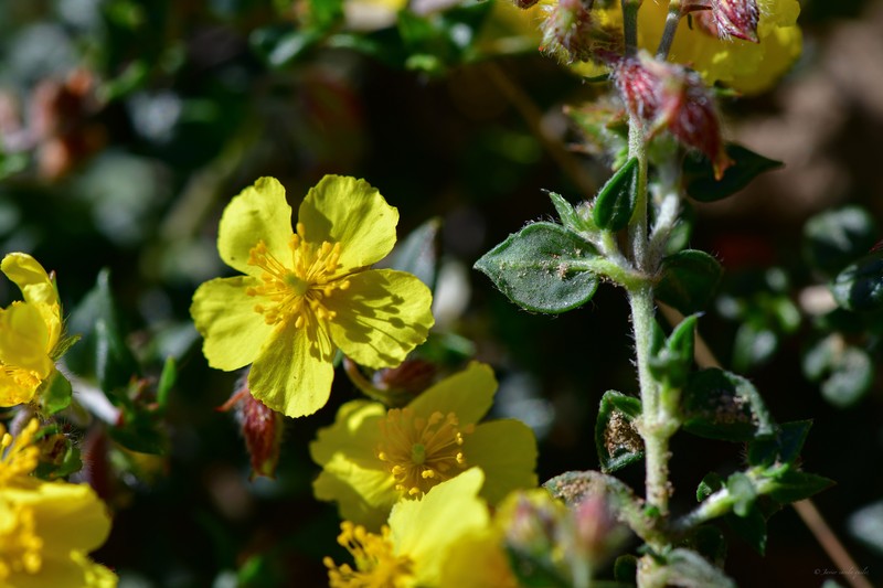 Helianthemum origanifolium subsp. origanifolium photo 2
