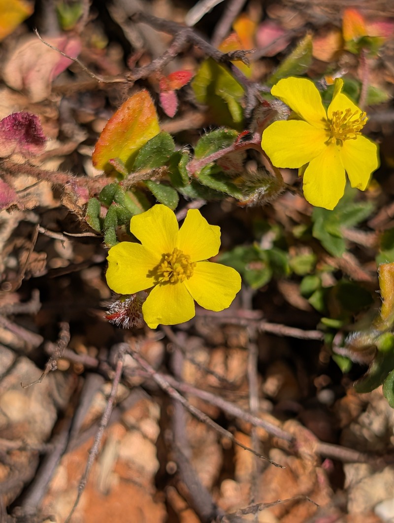 Helianthemum origanifolium subsp. origanifolium photo 3