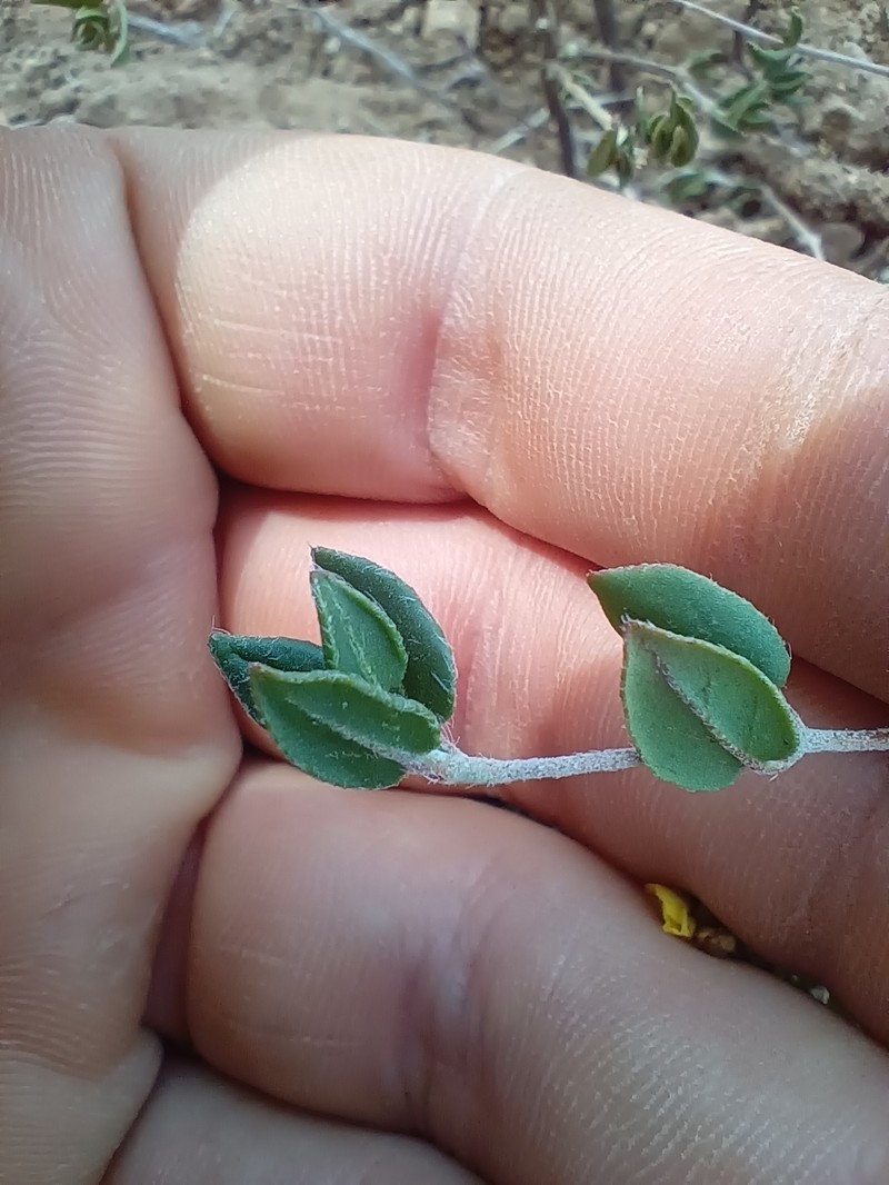 Helianthemum origanifolium subsp. origanifolium photo 4