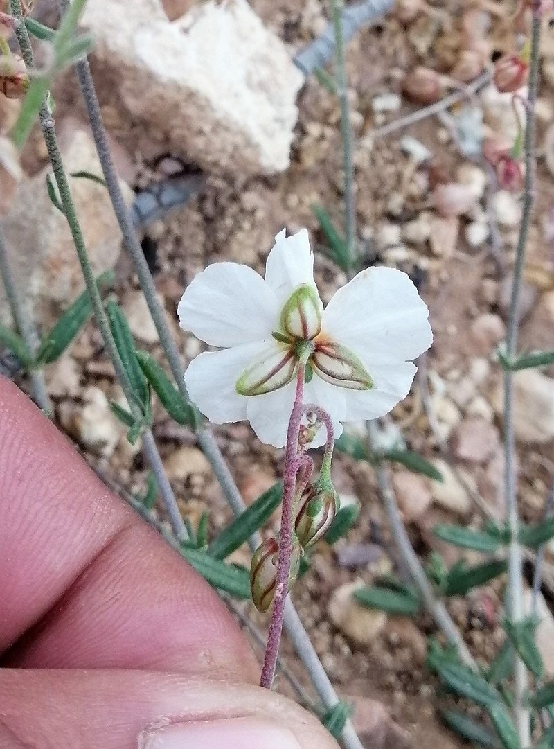 Helianthemum pergamaceum subsp. pergamaceum