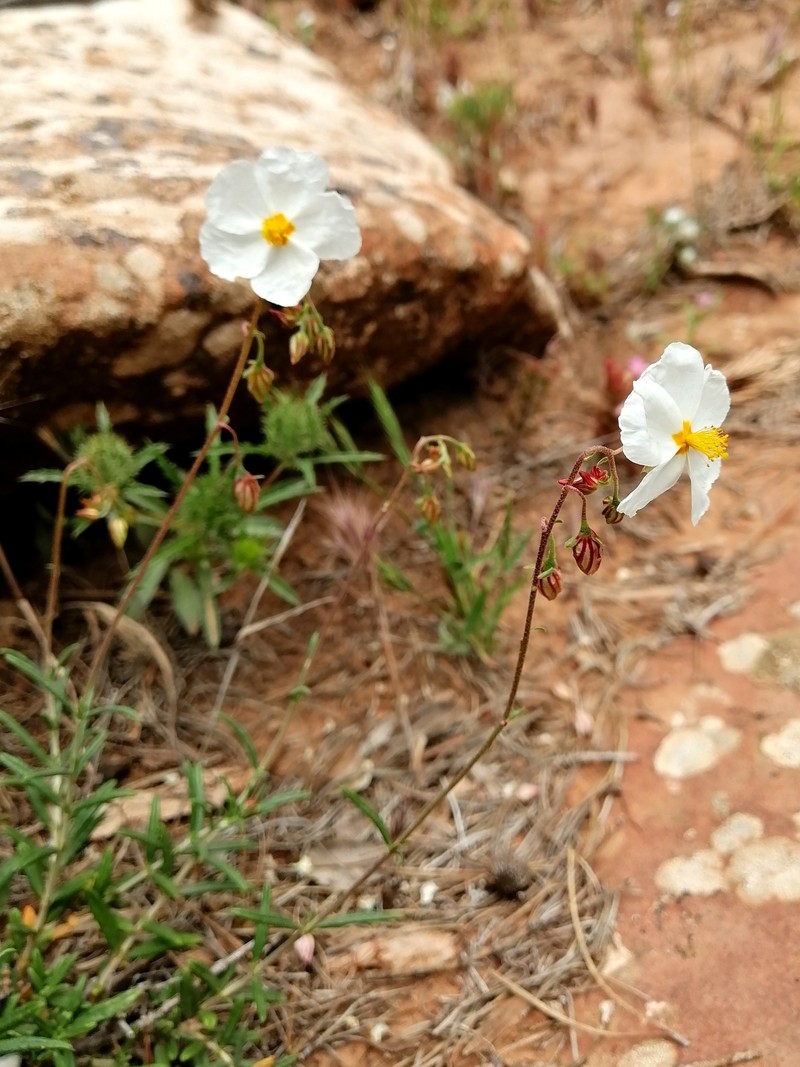 Helianthemum pergamaceum subsp. pergamaceum photo 2